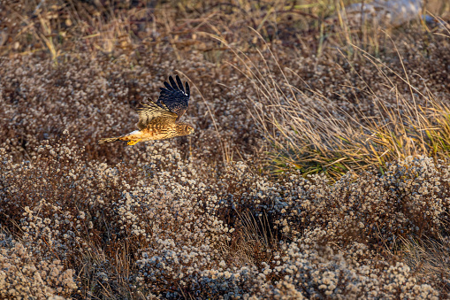 Northern Harrier (Circus cyaneus) flying low over a marsh in serching for a prey. Delta, B.C., Canada