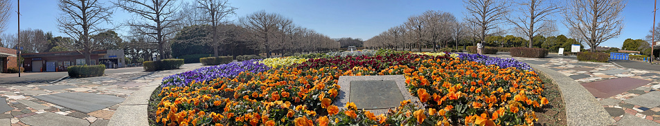 A panoramic photo of the square in Showa Kinen Park, photographed on March 11, 2024, Tokyo, Tachikawa, Japan