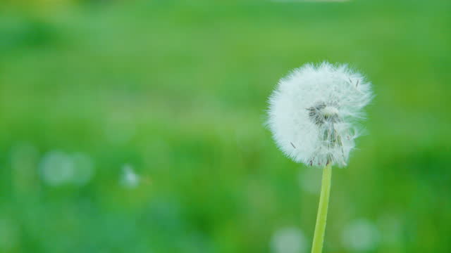 CLOSE UP: Close-up of a dandelion with seeds being carried away by the breeze.