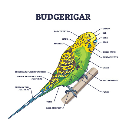 Budgerigar parrot anatomy with external zoological parts outline diagram. Labeled educational pet bird biological description with flight feathers, vent, crown, coverts and mantle vector illustration.