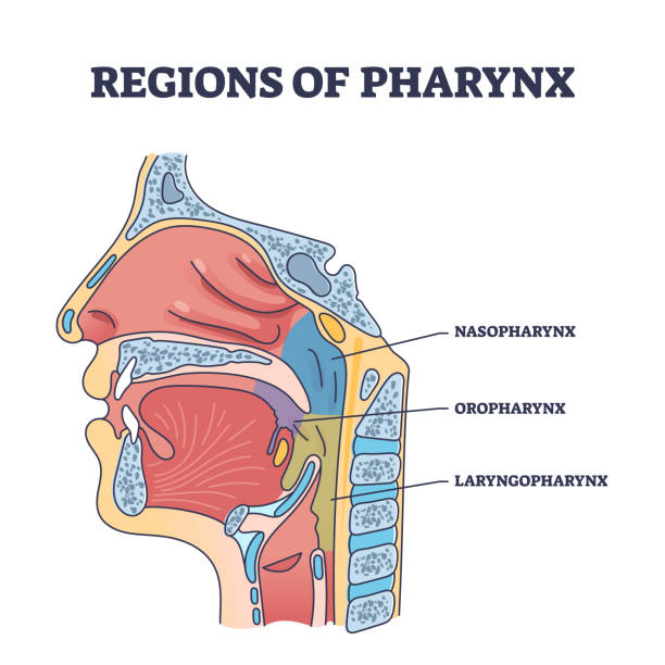 Regions of pharynx and throat parts division from side view outline diagram Regions of pharynx and throat parts division from cavity side view outline diagram. Labeled educational scheme with nasopharynx, oropharynx and laryngopharynx location anatomy vector illustration. snake anatomy stock illustrations