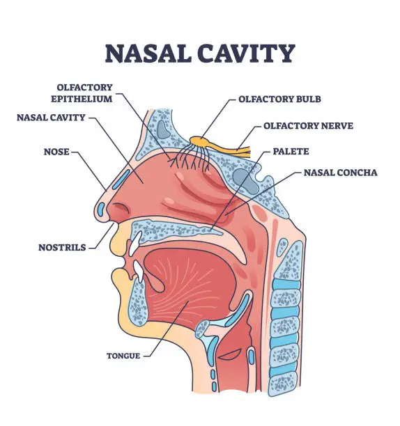 Vector illustration of Nasal cavity anatomy with medical nose parts description outline diagram
