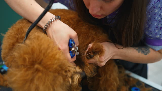 Professional Female Groomer Trimming the Claws of Toy Poodle in Pet Salon