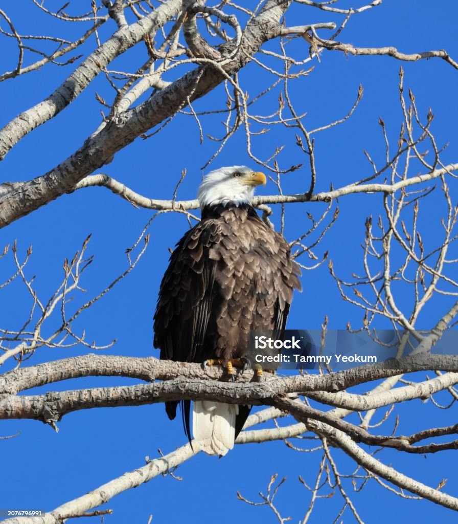 Eagle Spring Tree Bald Eagle In Tree Stock Photo - Download Image Now - Marsh, Animal ...