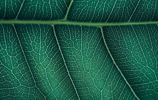 The veins on the dark leaf are close. Nature background