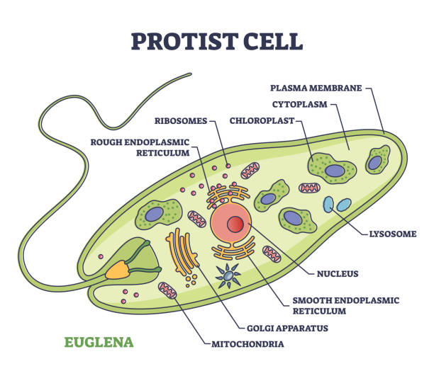 ilustraciones, imágenes clip art, dibujos animados e iconos de stock de anatomía de la célula protista con diagrama de esquema de estructura de microorganismos euglena - trichonympha