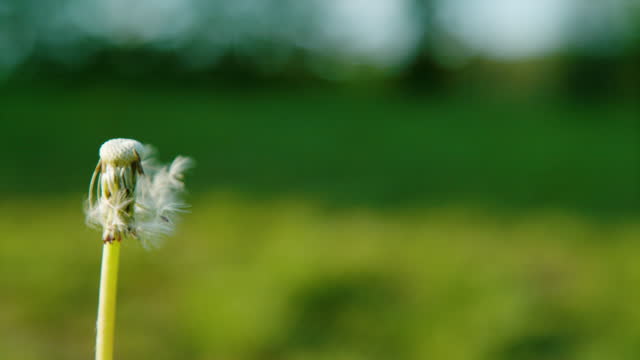 CLOSE UP, DOF: Gentle breeze sweeps fluffy dandelion seeds gently across the air