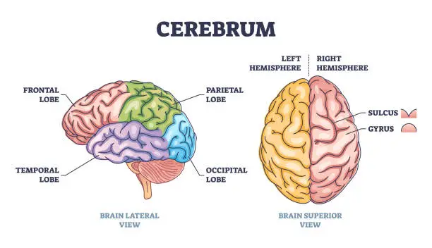 Vector illustration of Cerebrum brain structure from lateral and superior view outline diagram