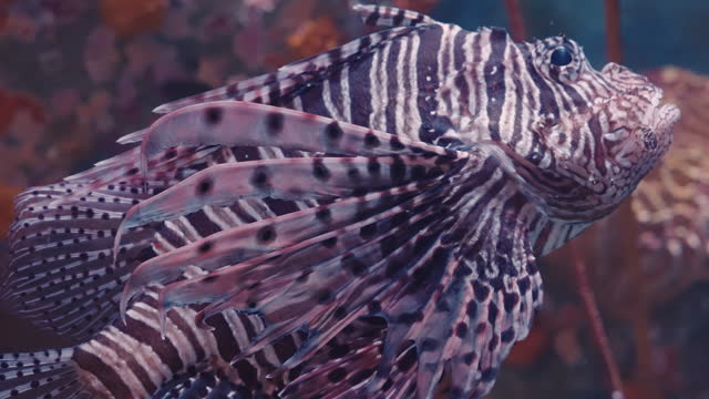 Underwater Lionfish swimming on coral reef, underwater, sea life, deep sea animal