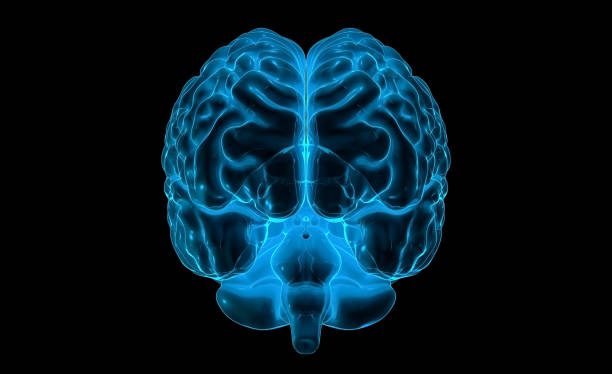 istock Human Brain X-Ray: Anatomy, Medicine and Science concept 2076880250