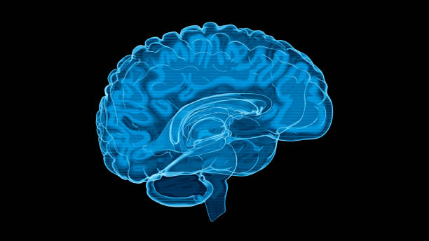 istock Human Brain X-Ray: Anatomy, Medicine and Science concept 2076880770