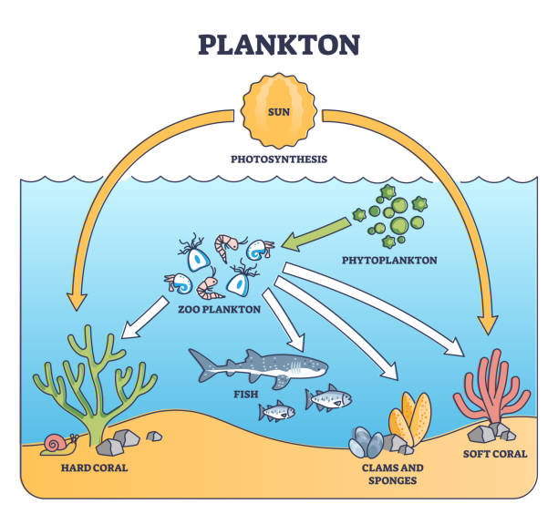 플랑크톤 생물과 수생 생물 먹이 사슬 역할 설명 개요도 - underwater mine stock illustrations