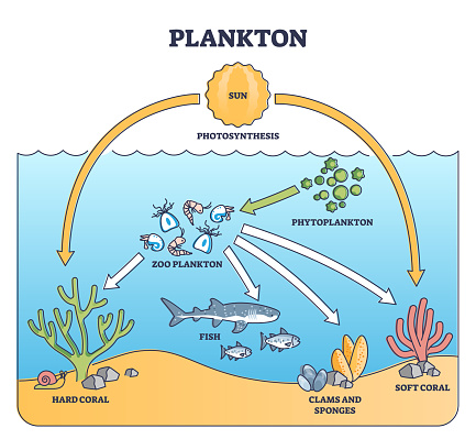 Plankton life and water organisms food chain role explanation outline diagram. Labeled educational underwater elements, like photoplankton, zoo fish, sponges, clams and corals vector illustration.