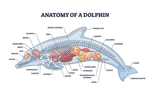 Anatomy of dolphin as animal inner physiological structure outline diagram. Labeled educational scheme with inside organs and skeleton for water mammal vector illustration. Zoological physiology model