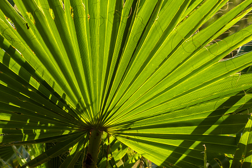A palm frond, viewed from below.