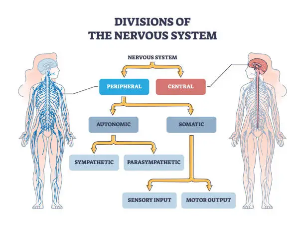 Vector illustration of Divisions of peripheral and central nervous system anatomy outline diagram