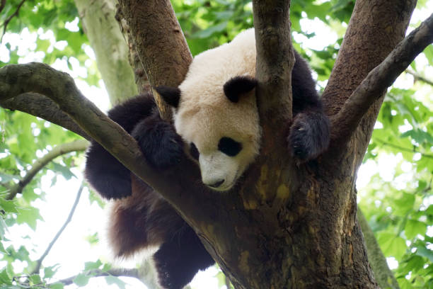 istock young panda climbing up and sleeping on the tree 2076923097