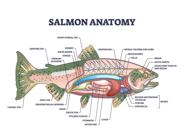 Vector illustration of Salmon fish anatomy with inner structure and organ parts outline diagram