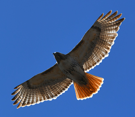low angle view of flying red tail hawk