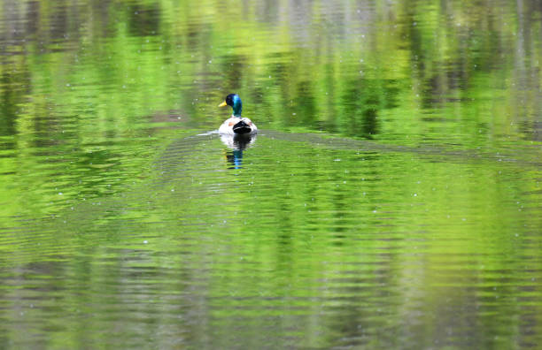 wild duck swimming on the lake reflecting green trees