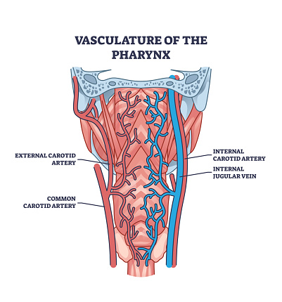 Vasculature of pharynx as throat blood artery and vein system outline diagram. Labeled educational scheme with medical external carotid, common internal or jugular vessels location vector illustration
