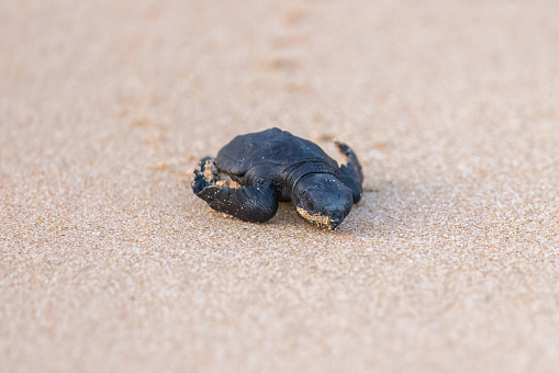 The olive ridley sea turtle is the second-smallest and most abundant of all sea turtles found in the world. They frequently hatch on public beaches as seen here.