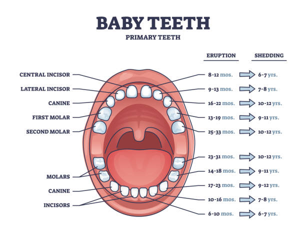 Baby teeth with primary tooth eruption and shedding time outline diagram Baby teeth with primary tooth eruption and shedding time outline diagram. Labeled educational scheme with open mouth and dental incisor, canine and molar location vector illustration. Child medicine. baby teeth stock illustrations