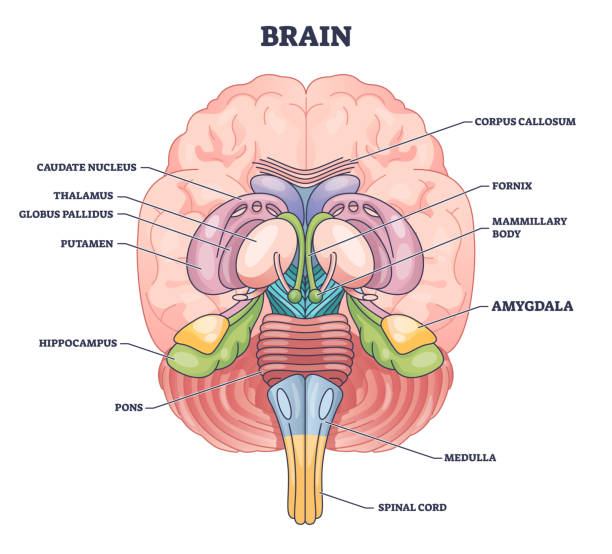 amygdala-gehirnteilposition mit medizinischem menschlichem kopfanatomie-umrissdiagramm - scheitel stock-grafiken, -clipart, -cartoons und -symbole