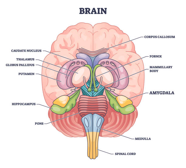 illustrazioni stock, clip art, cartoni animati e icone di tendenza di posizione della parte del cervello dell'amigdala con diagramma di contorno dell'anatomia della testa umana medica - hair part