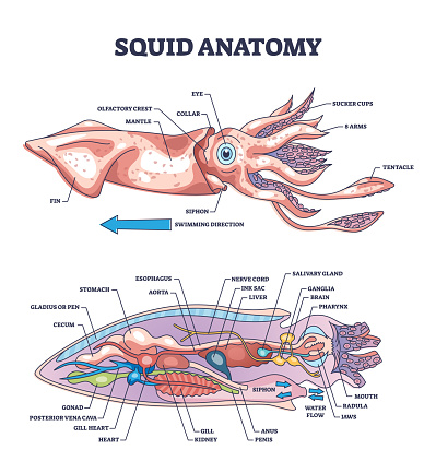 Squid anatomy and underwater creature inner biological parts structure outline diagram. Labeled educational zoology scheme with mollusc cross section and internal organs location vector illustration.