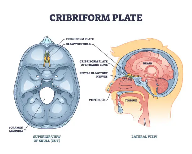 Vector illustration of Cribriform plate of ethmoid bone location in human head outline diagram