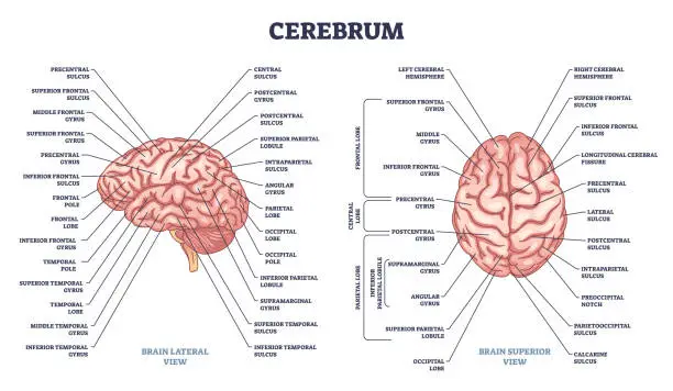 Vector illustration of Cerebrum structure and human brain sections and parts anatomy outline diagram