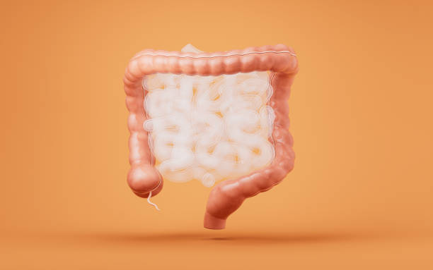 istock Intestinal tract with digestive health concept, 3d rendering. 2076980038