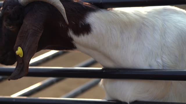 A goat walking in the pen.