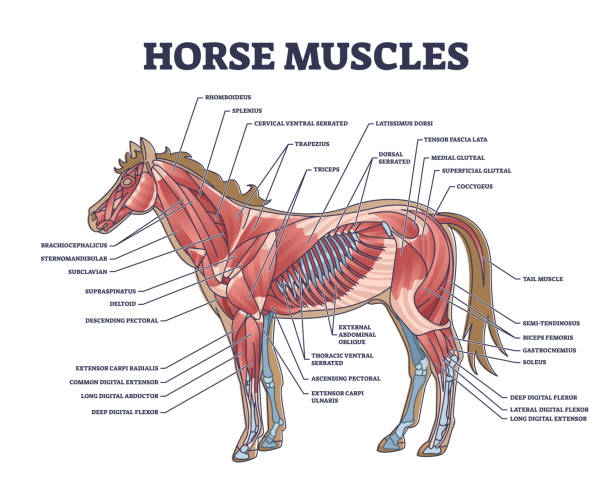 istock Horse muscles structure with detailed muscular system anatomy outline diagram 2076991960