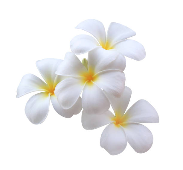 istock Plumeria or Frangipani or Temple tree flower. 2076992478
