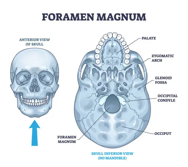 Vector illustration of Foramen magnum skeletal bone hole in human skull anatomy outline diagram