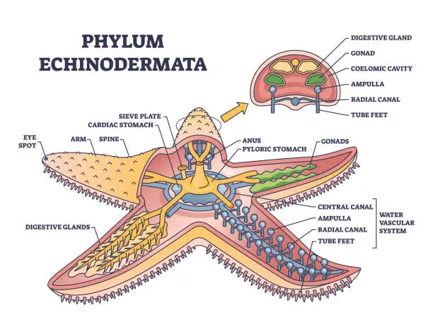 Vector illustration of Phylum echinodermata or starfish anatomy with inner structure outline diagram