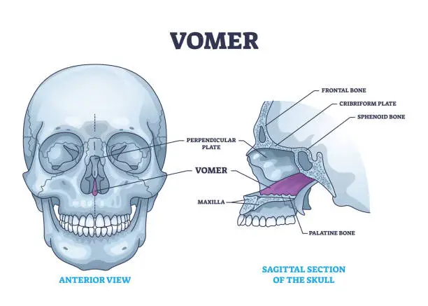 Vector illustration of Vomer bone with facial skeleton and frontal nasal cavity outline diagram