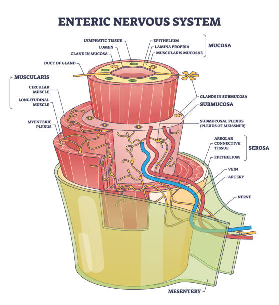 Enteric nervous system or ENS intrinsic autonomic anatomy outline diagram Enteric nervous system or ENS intrinsic autonomic anatomy outline diagram. Labeled educational scheme with complex detailed structure with mucosa, muscularis and mesentery part vector illustration. blood and guts stock illustrations