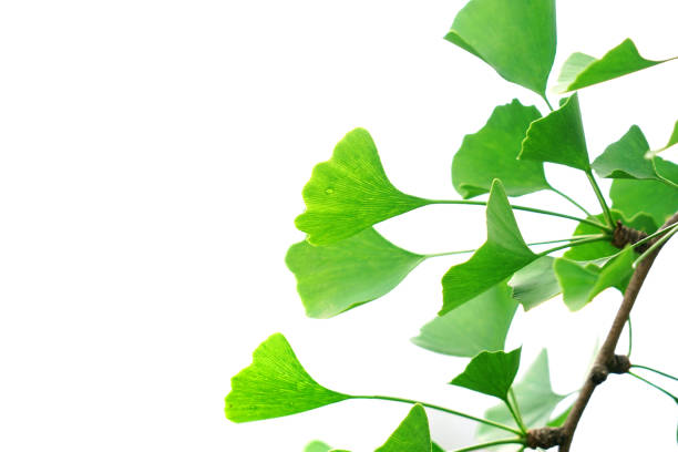 fresh green ginkgo leaves on the branch