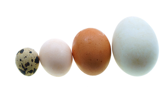 close up on different size eggs isolated on white background