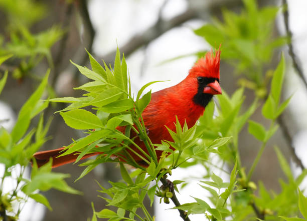 istock red cardinals standing on the spring green tree branch 2077031631