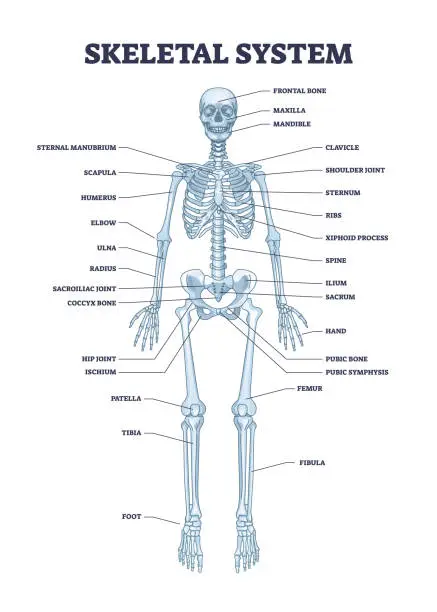 Vector illustration of Skeletal system with body skeleton structure and anatomy outline diagram