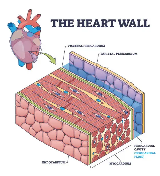 Vector illustration of The heart wall with human organ medical membrane structure outline diagram
