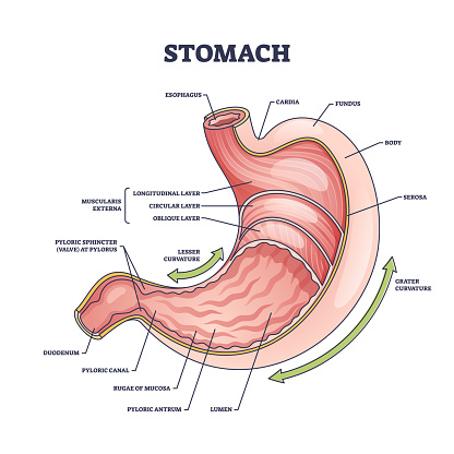 Stomach anatomy or digestive organ detailed inner structure outline diagram. Labeled educational scheme with medical physiology or internal colon parts vector illustration. Muscularis externa location