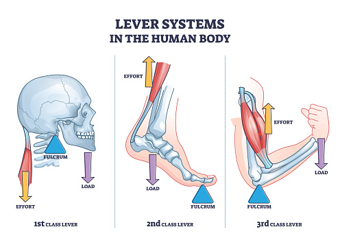 Lever systems in human body for neck, leg and arm movement outline diagram. Labeled educational scheme with biomechanics examples as effort, fulcrum or load force motion principle vector illustration.