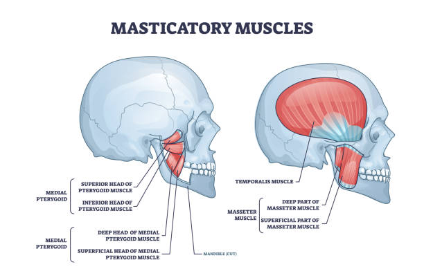 ilustraciones, imágenes clip art, dibujos animados e iconos de stock de diagrama de esquema de anatomía del sistema muscular de los músculos masticatorios y los pómulos - hueso maxilar humano