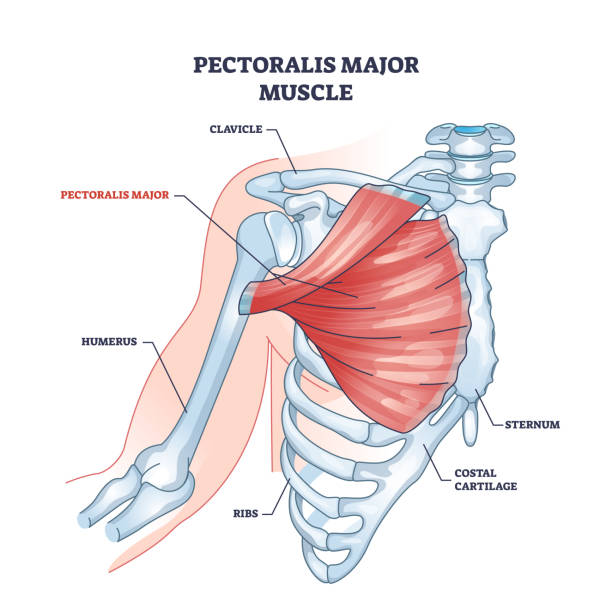 ilustraciones, imágenes clip art, dibujos animados e iconos de stock de diagrama de contorno de anatomía muscular del pectoral del músculo pectoral como tórax humano - húmero