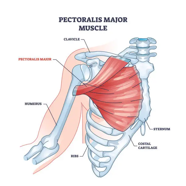 Vector illustration of Pectoralis major muscle as human chest muscular anatomy outline diagram
